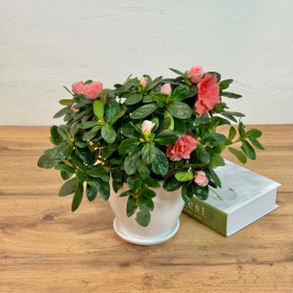 Азалия Индика розовая D:14см H:35см в белом горшке