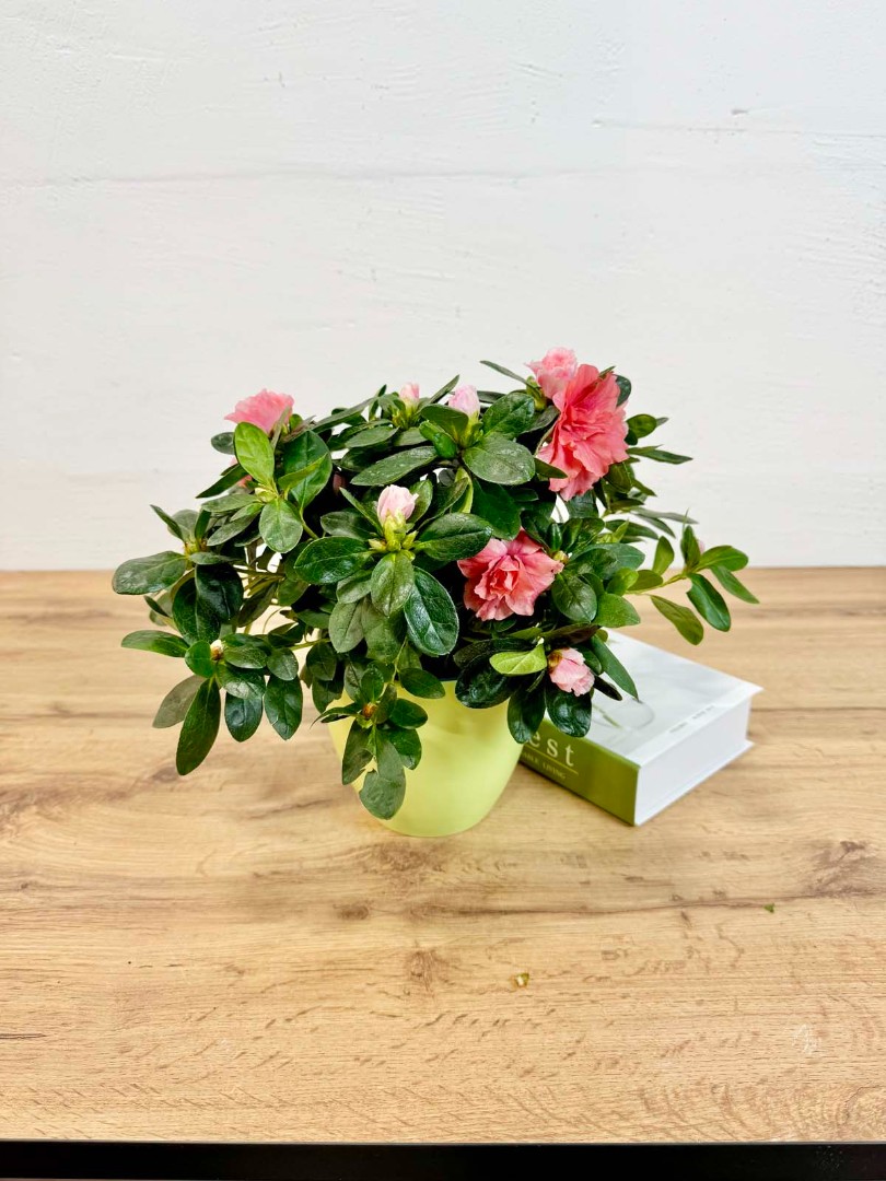 azaliya-roze-salatovy-14-35-2_1