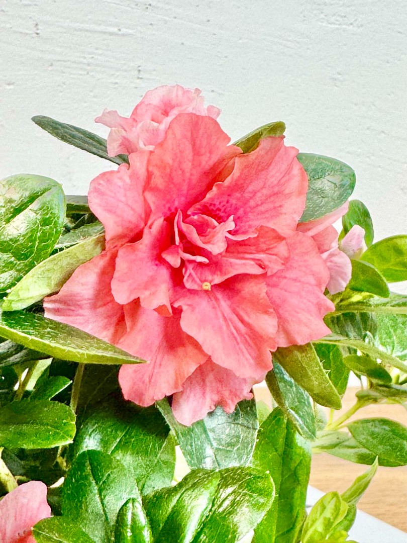 azaliya-roze-salatovy-14-35-3_2