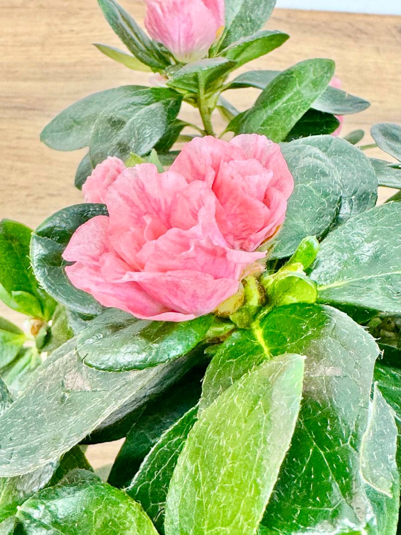 azaliya-roze-salatovy-14-35-4_3