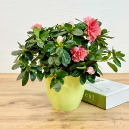 Азалия Индика розовая D:14см H:35см в салатовом горшке