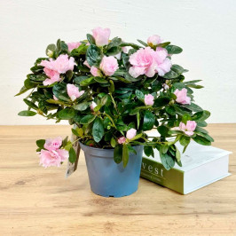 Азалия Индика светло-розовая D:14см H:35см