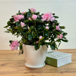 Азалия Индика светло-розовая D:14см H:35см в белом горшке