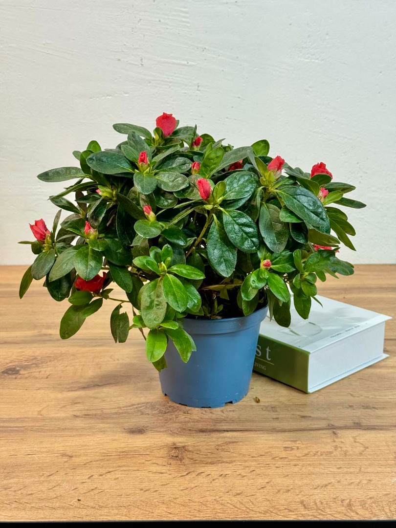azaliya-red-14-35-1_0