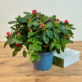 Азалия Индика красная D:14см H:35см