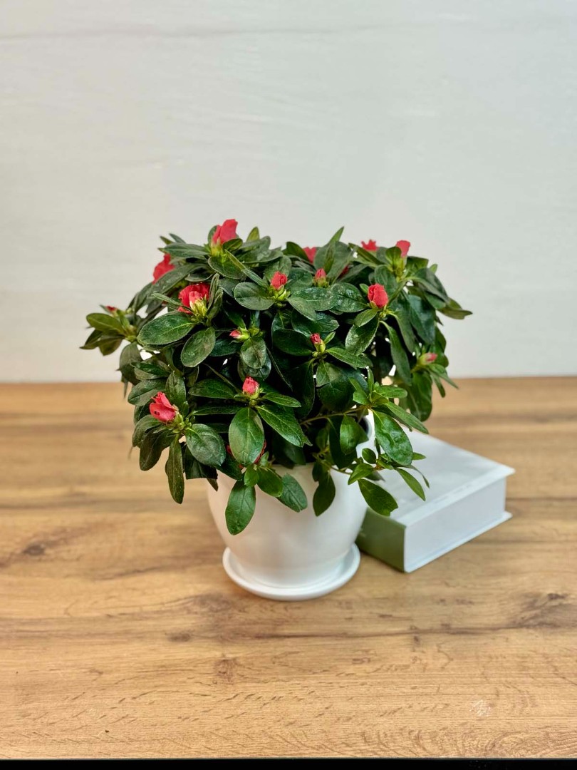 azaliya-red-bely-14-35-1_0
