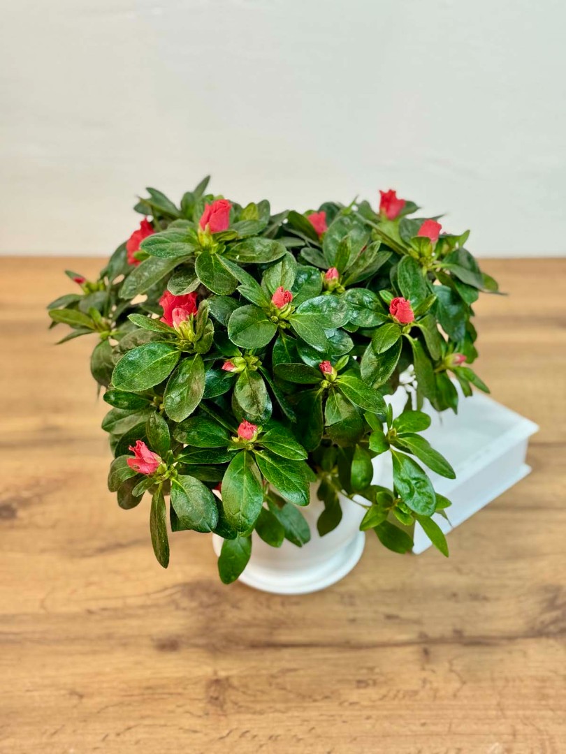 azaliya-red-bely-14-35-2_1