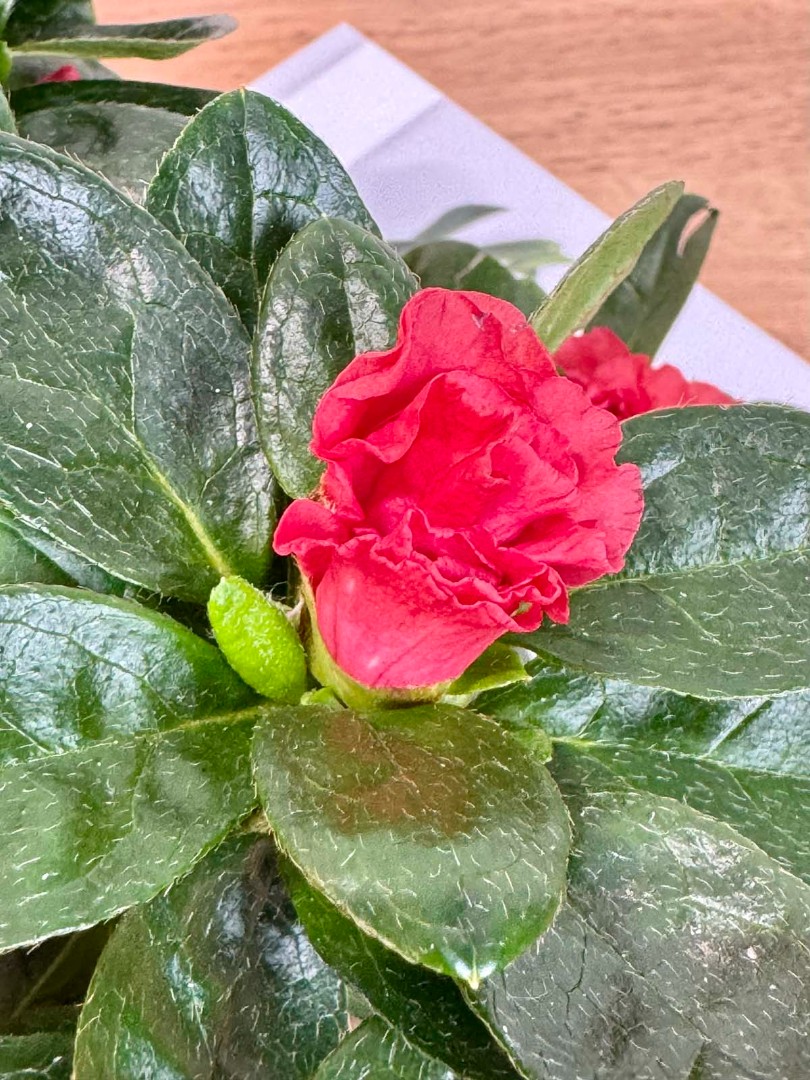 azaliya-red-bely-14-35-4_3