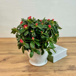 Азалия Индика красная D:14см H:35см в белом горшке