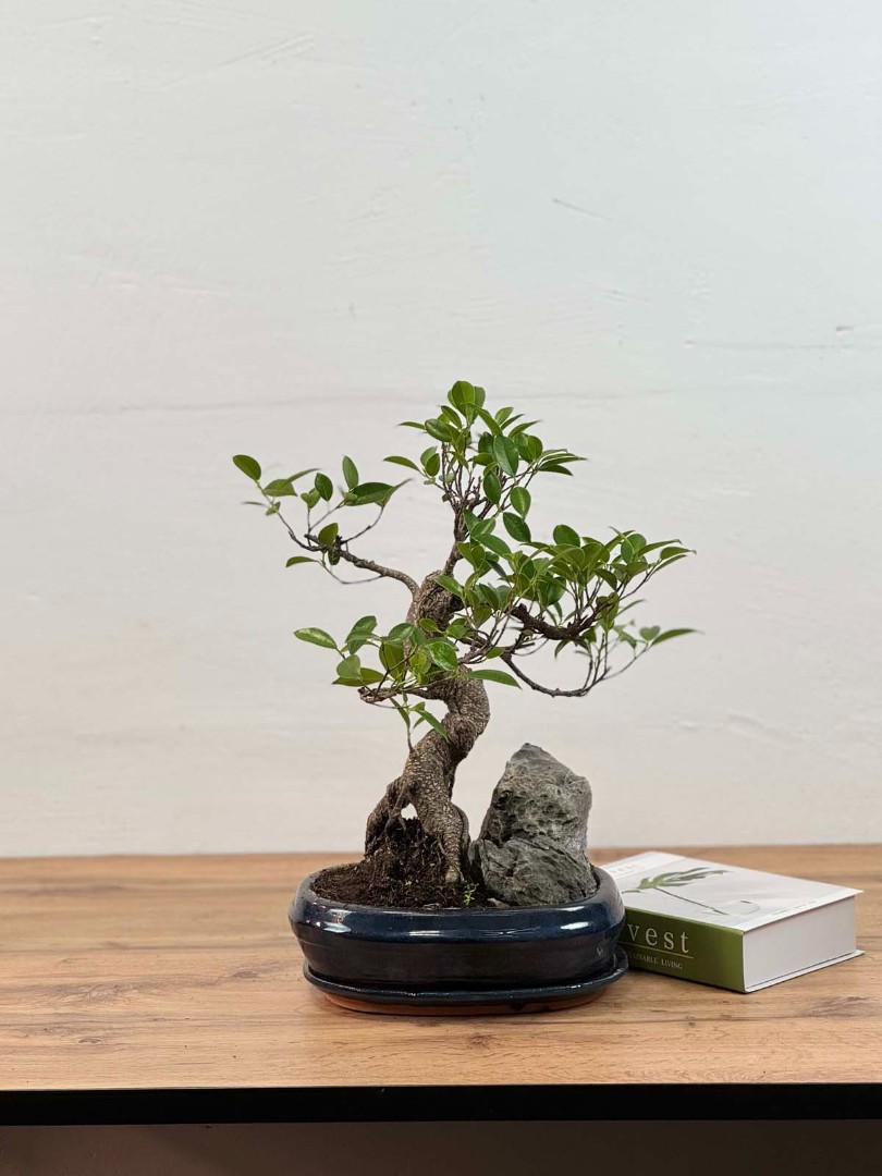 bonsai-skala-v-keram-26-45-2_0