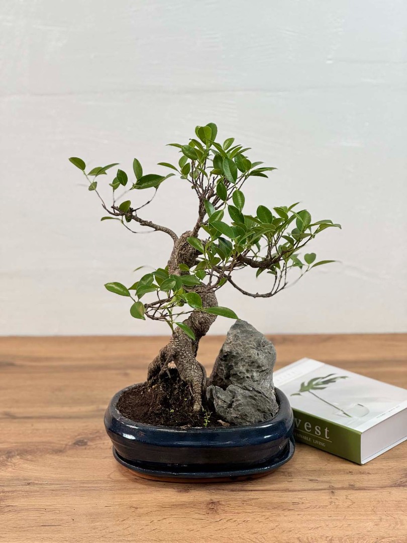bonsai-skala-v-keram-26-45-3_1