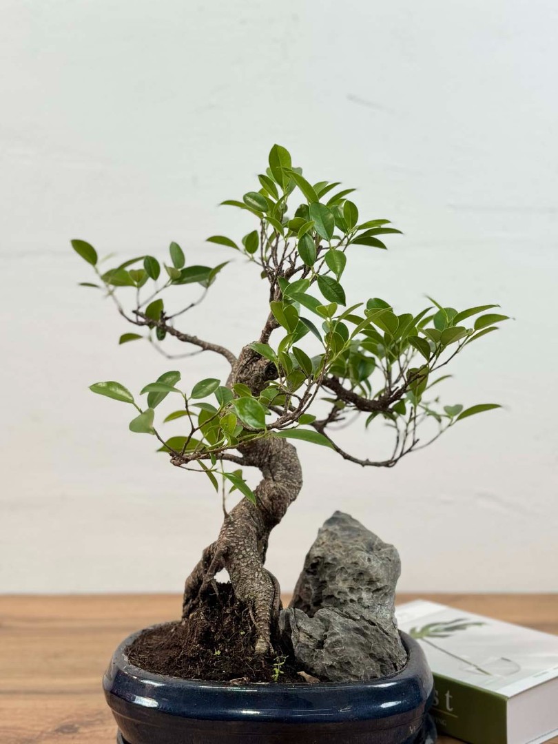 bonsai-skala-v-keram-26-45-4_2