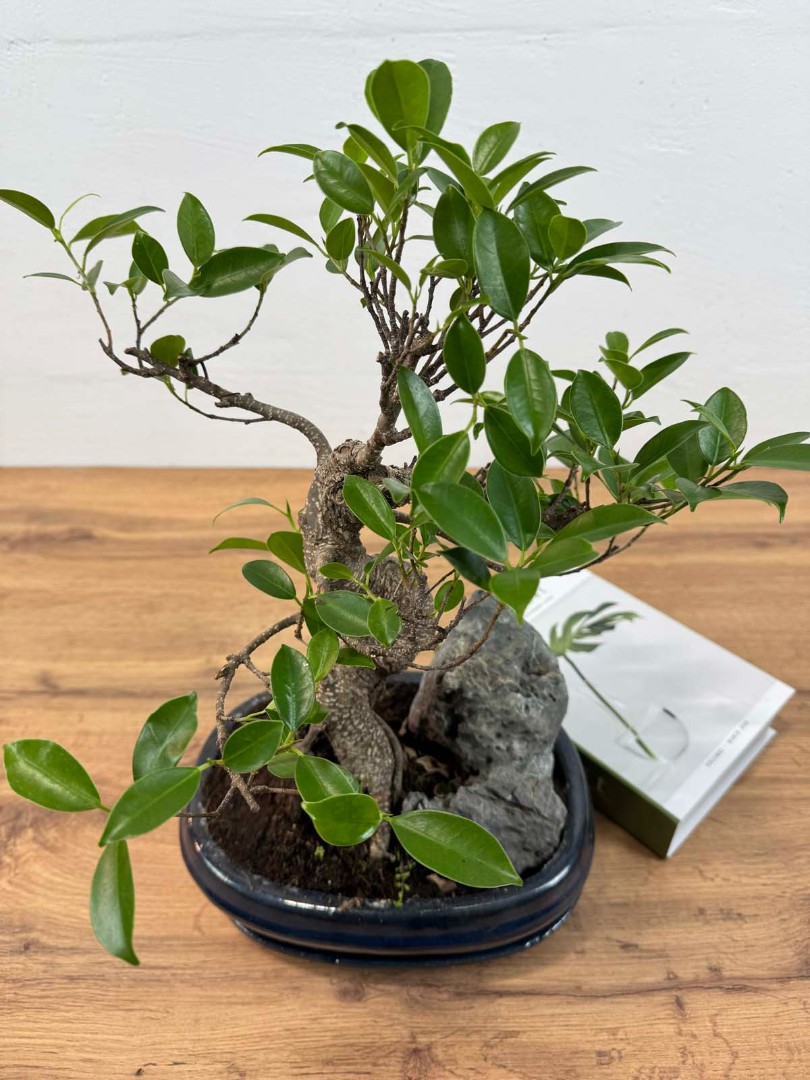 bonsai-skala-v-keram-26-45-5_3