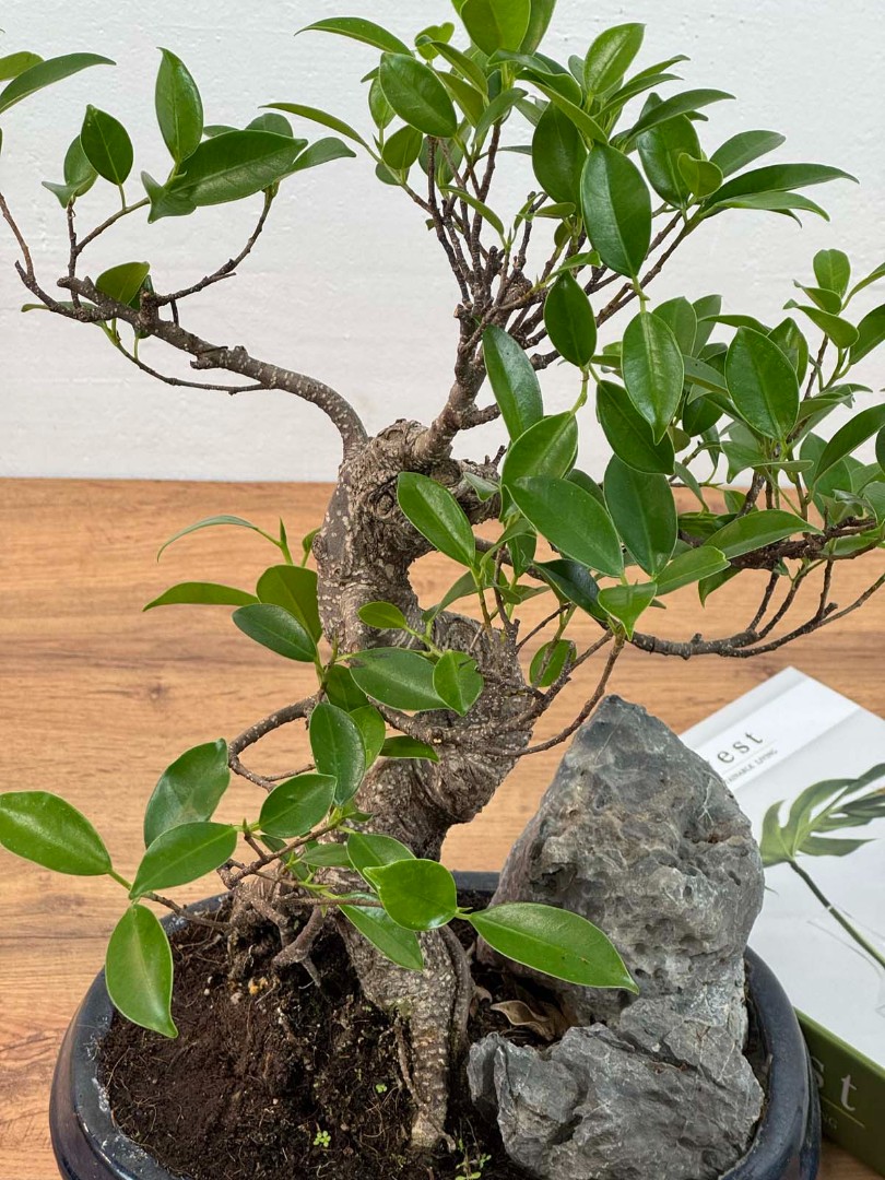 bonsai-skala-v-keram-26-45-6_4