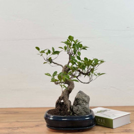 Бонсай Фикус со скалой