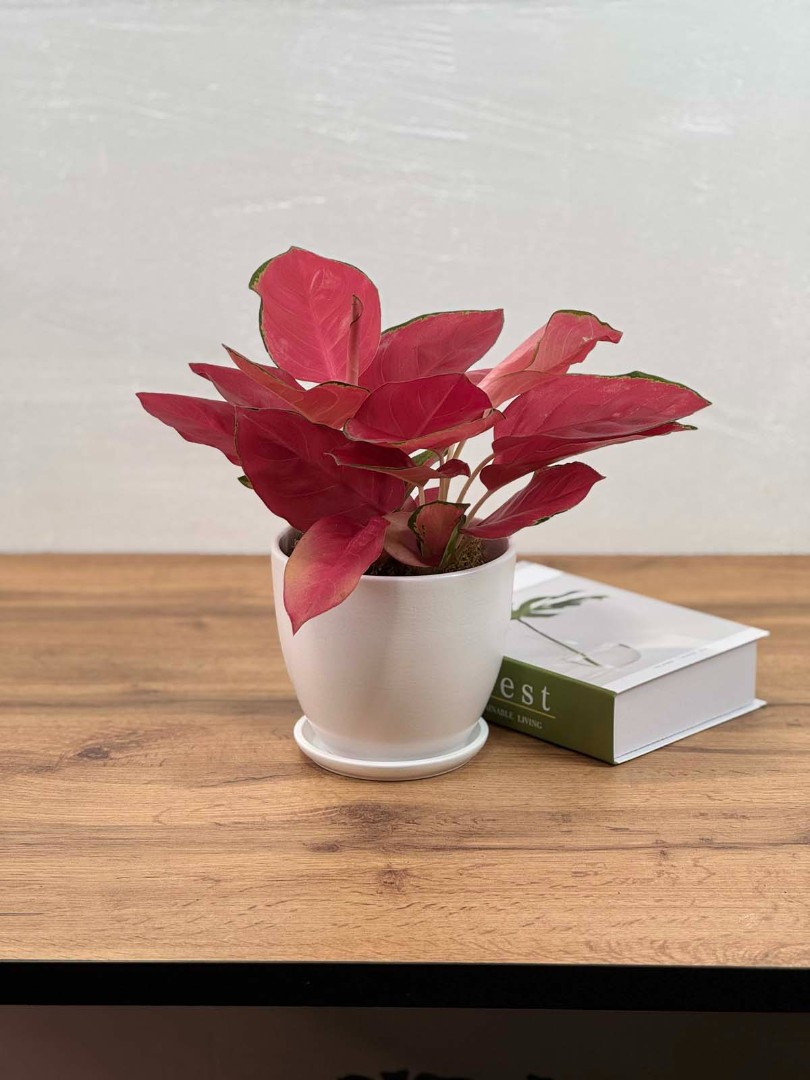 aglaonema-china-red-12-40-1_0