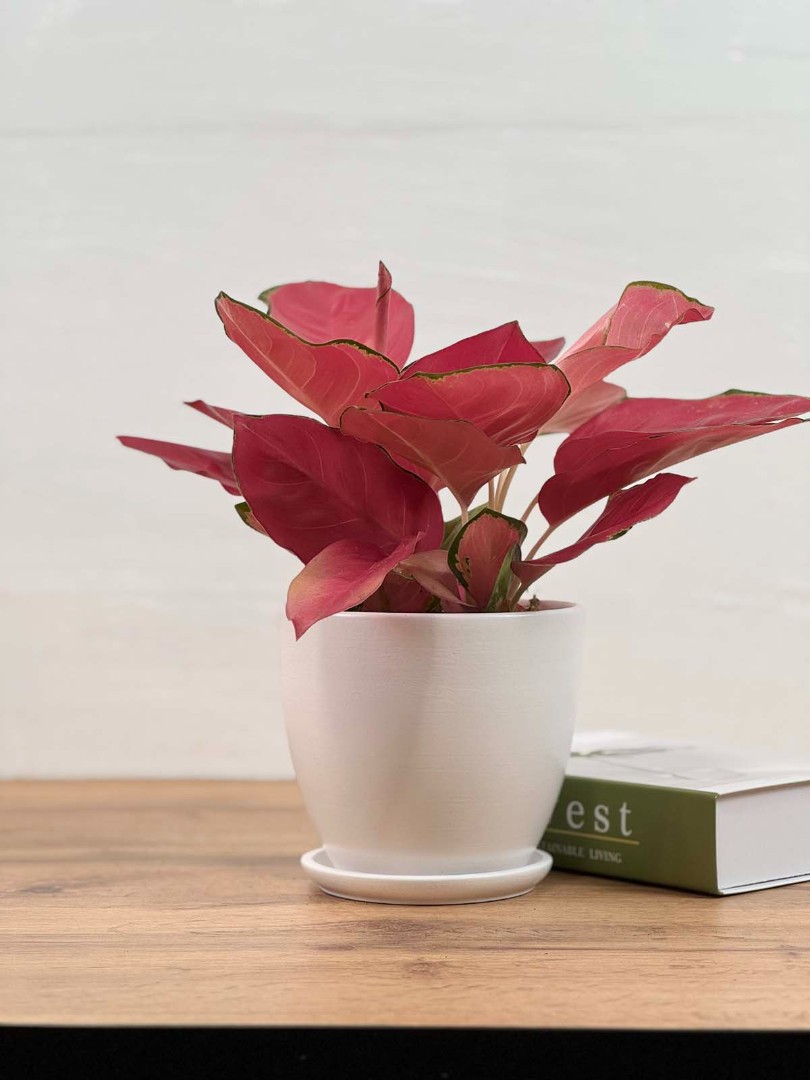 aglaonema-china-red-12-40-2_1
