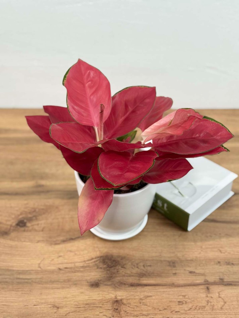 aglaonema-china-red-12-40-3_2