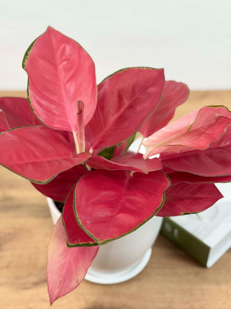 aglaonema-china-red-12-40-4_3