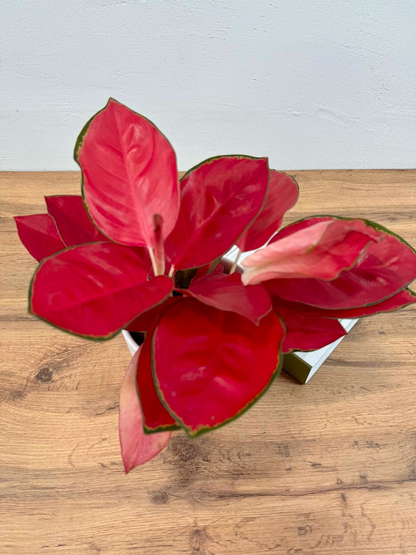 aglaonema-china-red-12-40-5_4