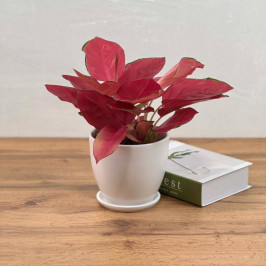 Аглаонема Чайна ред D:12см H:40см