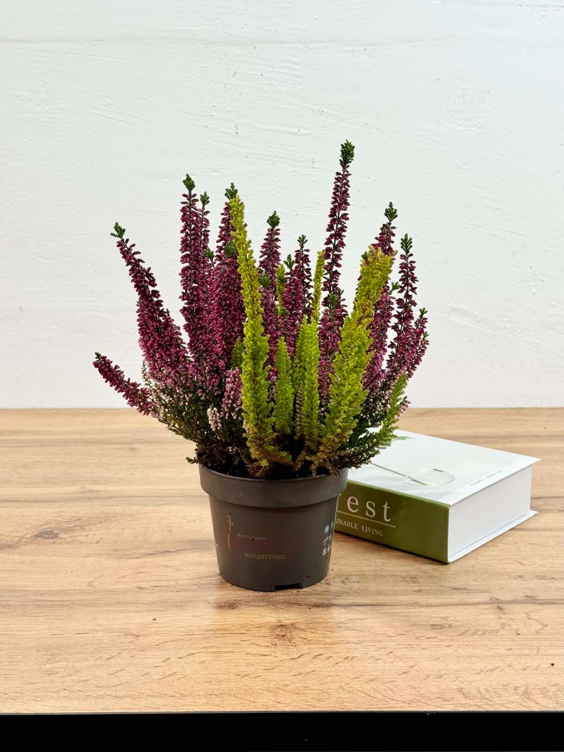 kalluna-veresk-12-30-1_0