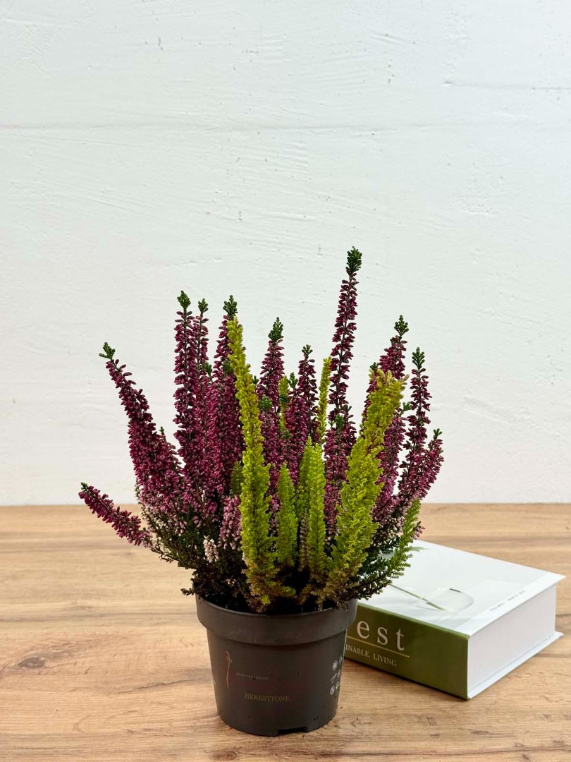 kalluna-veresk-12-30-2_1