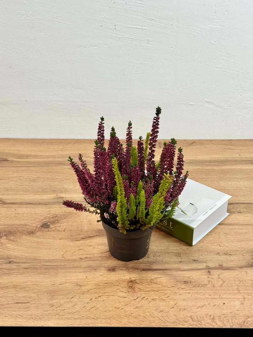 kalluna-veresk-12-30-3_2