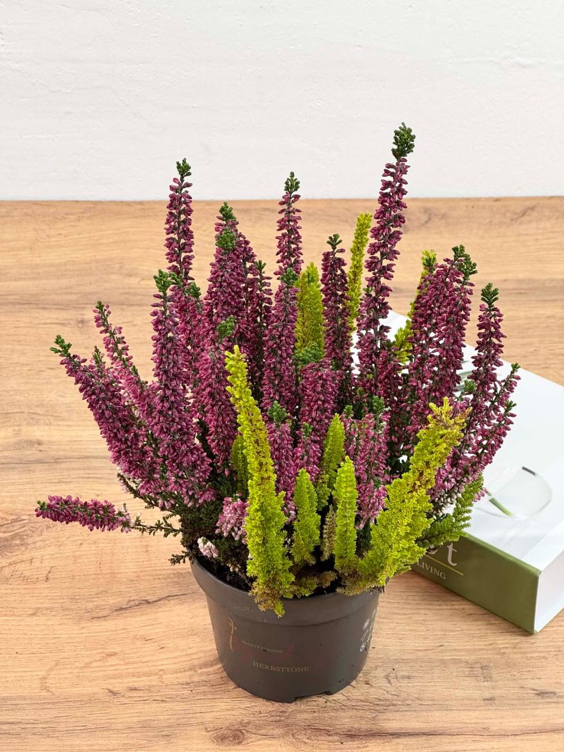 kalluna-veresk-12-30-4_3