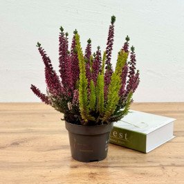 Вереск (Каллуна) D:12см H:30см