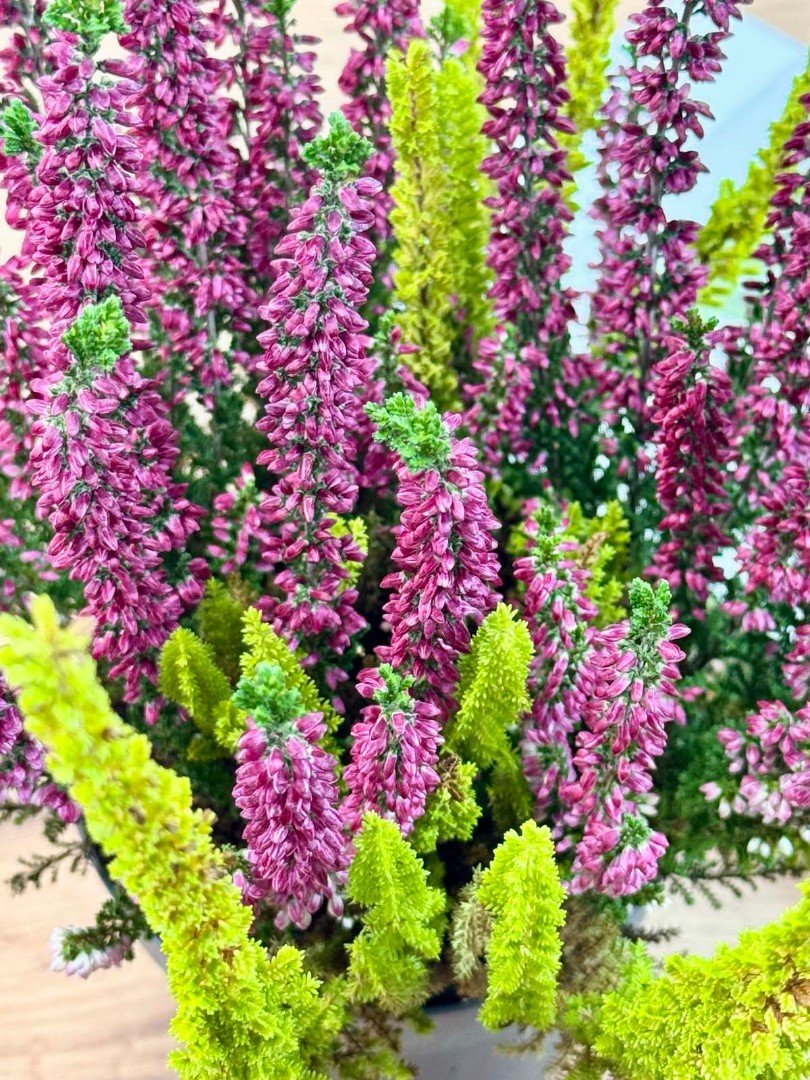 kalluna-veresk-12-30-5_6