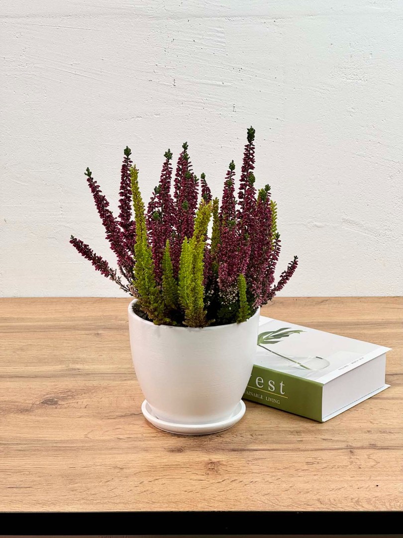 kalluna-veresk-bely-12-30-1_0