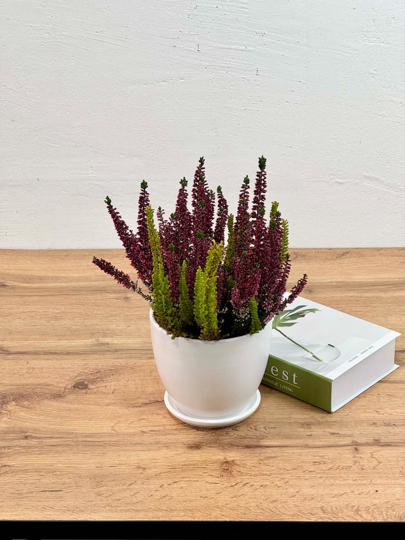 kalluna-veresk-bely-12-30-2_1