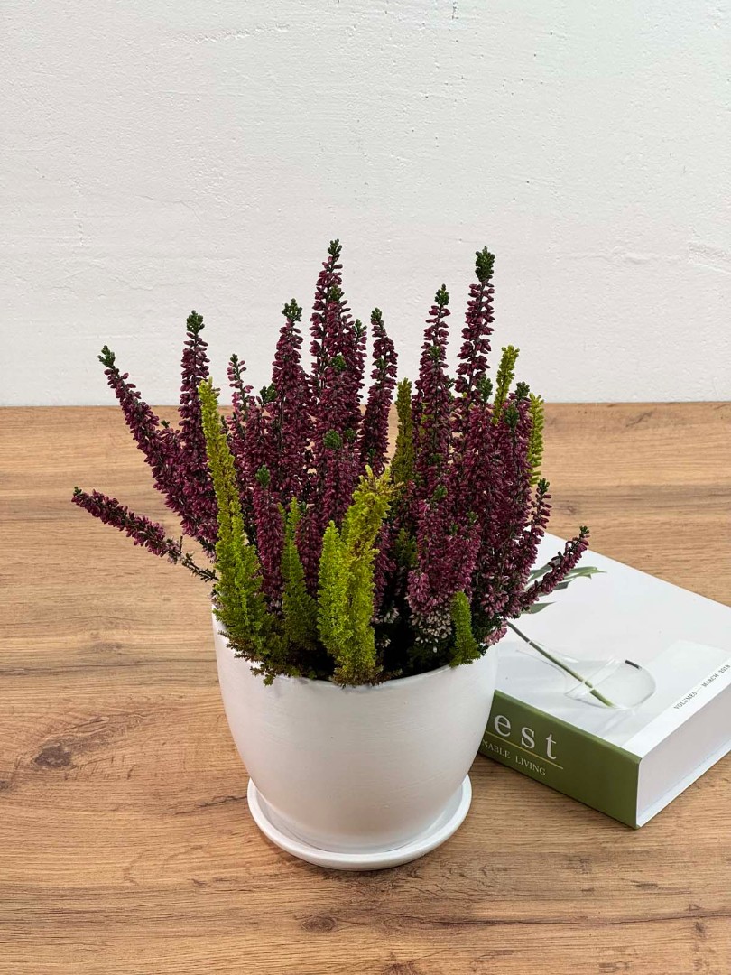 kalluna-veresk-bely-12-30-3_2