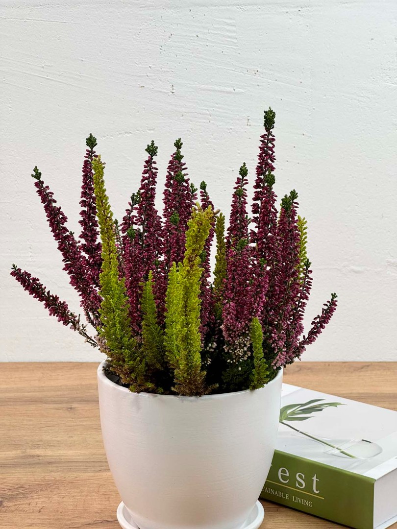 kalluna-veresk-bely-12-30-4_3