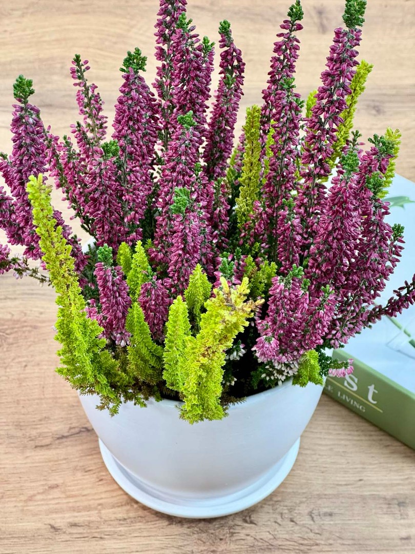 kalluna-veresk-bely-12-30-5_4