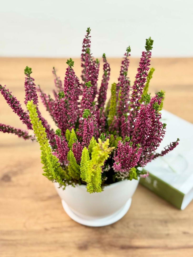 kalluna-veresk-bely-12-30-6_5