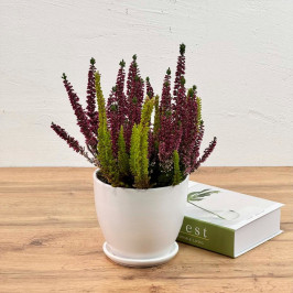 Вереск (Каллуна) D:12см H:30см в Белом горшке