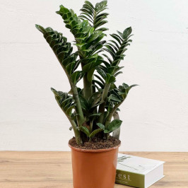 Замиокулькас Зензи D:17CM H:55CM