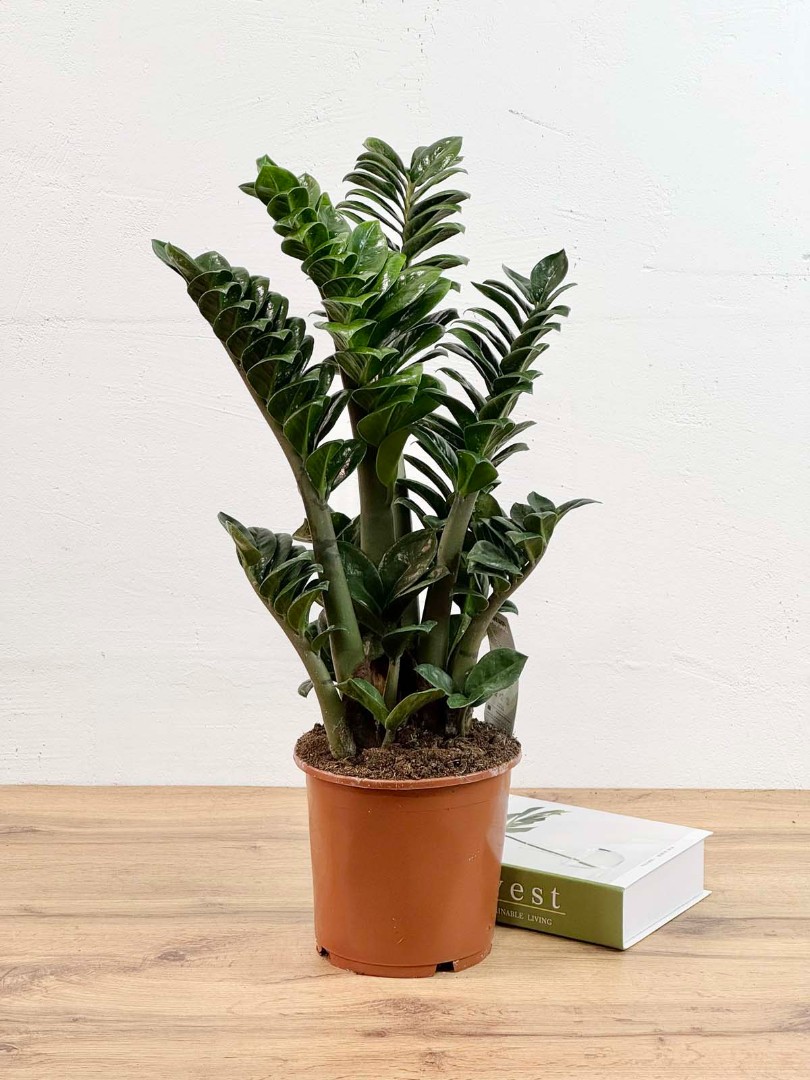 zamio-zenzi-17-55-1_0