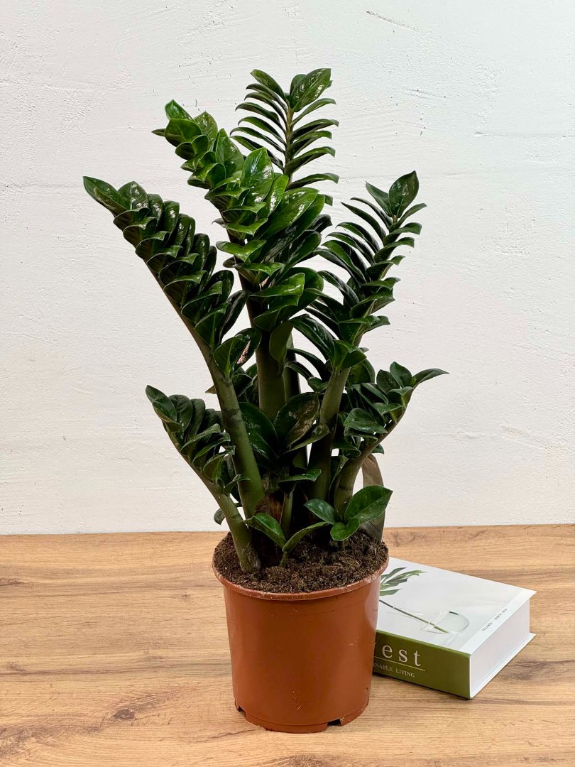 zamio-zenzi-17-55-2_1