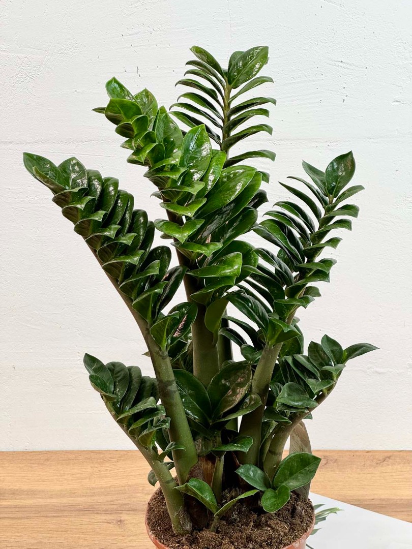 zamio-zenzi-17-55-3_2