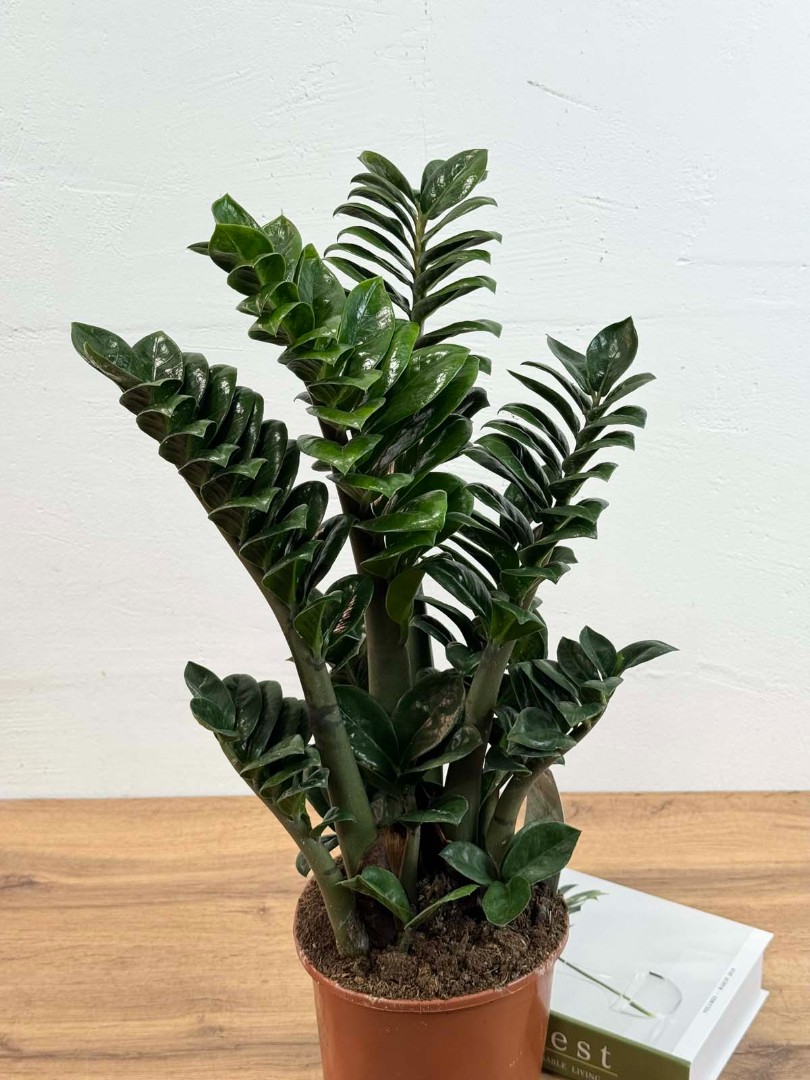 zamio-zenzi-17-55-4_3