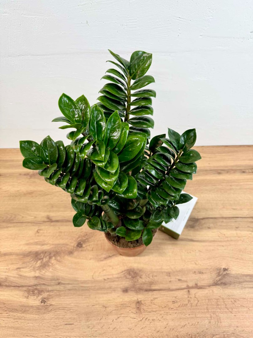 zamio-zenzi-17-55-5_4