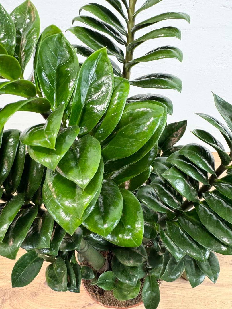 zamio-zenzi-17-55-6_5