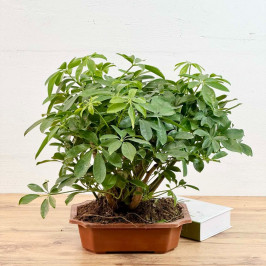 Шеффлера Нора в стиле Бонсай D:23см H:40см