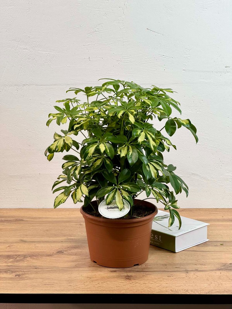 shefflera-gerda-21-50-1_0