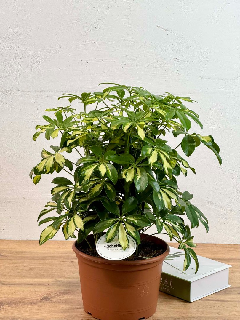 shefflera-gerda-21-50-2_1