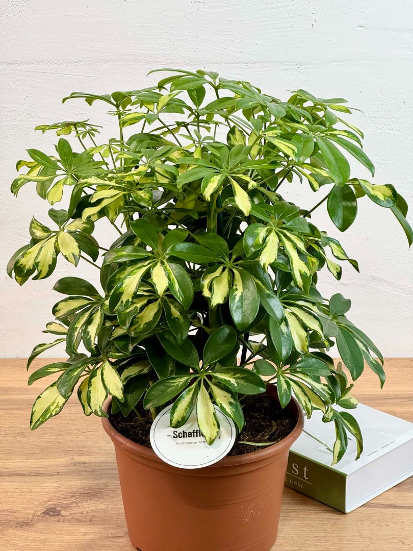 shefflera-gerda-21-50-3_2