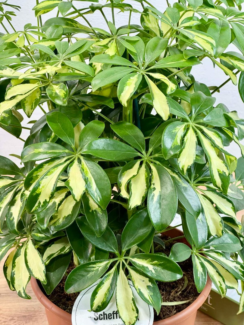 shefflera-gerda-21-50-4_3